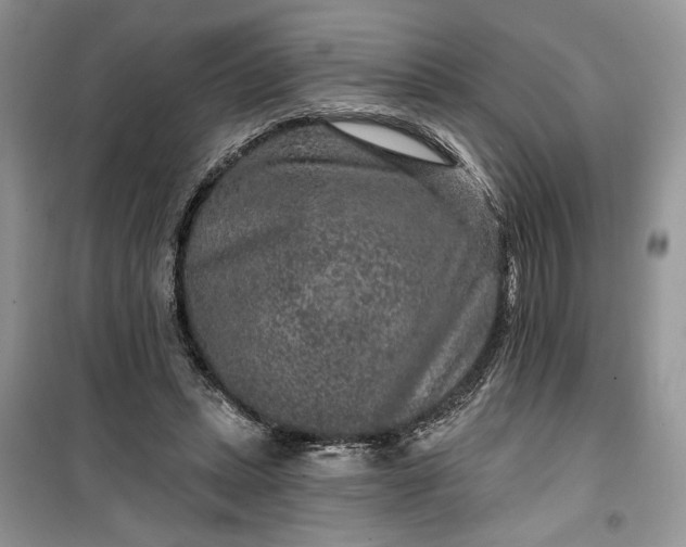 X0000099500447200805291131