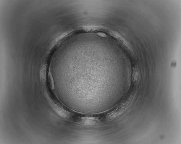 X0000099500448200805291131