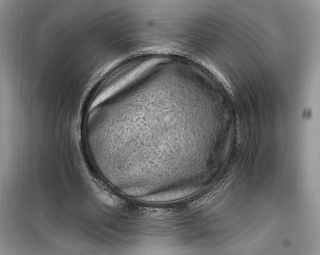 X0000099500486200805291131