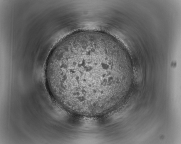 X0000099500487200805291131