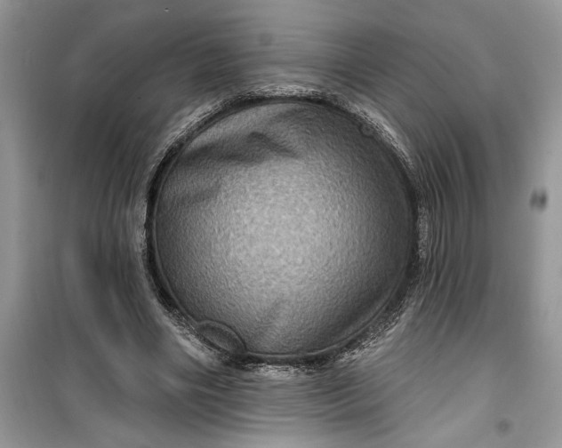 X0000099500490200805291131