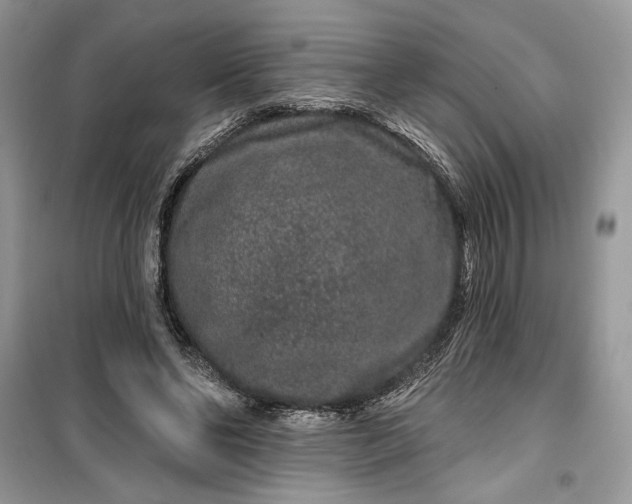 X0000099500494200805291131