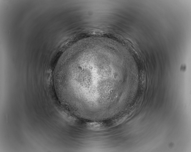 X0000099500511200805291131