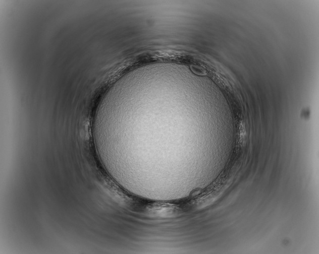 X0000099500514200805291131