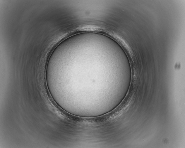 X0000099500529200805291130