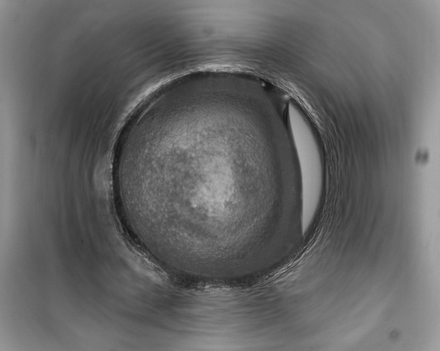 X0000099500531200805291130