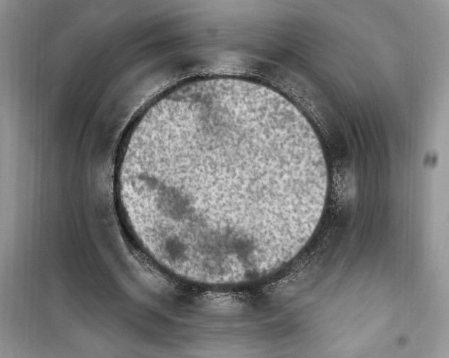 X0000099500534200805291130