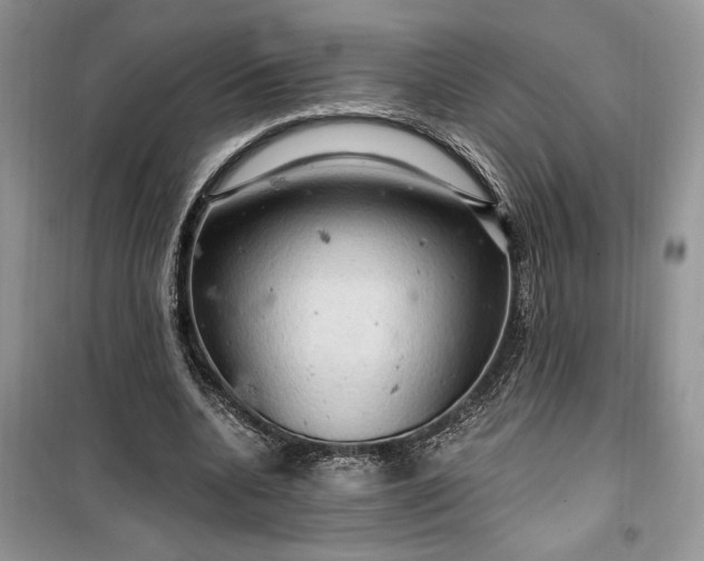 X0000099500536200805291130