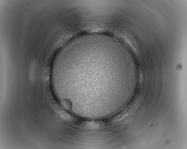 X0000099500545200805291130