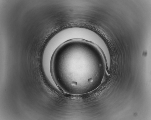 X0000099500546200805291130