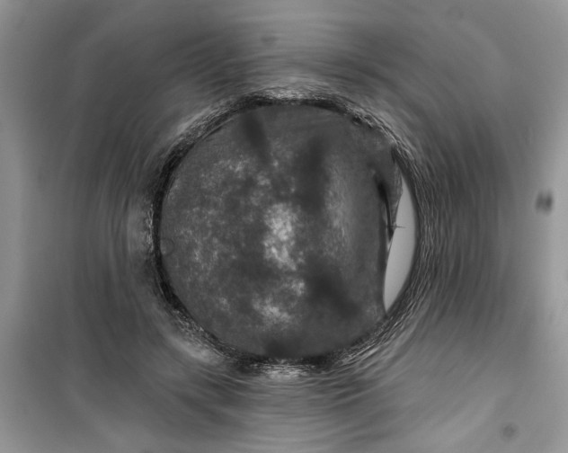 X0000099500547200805291130