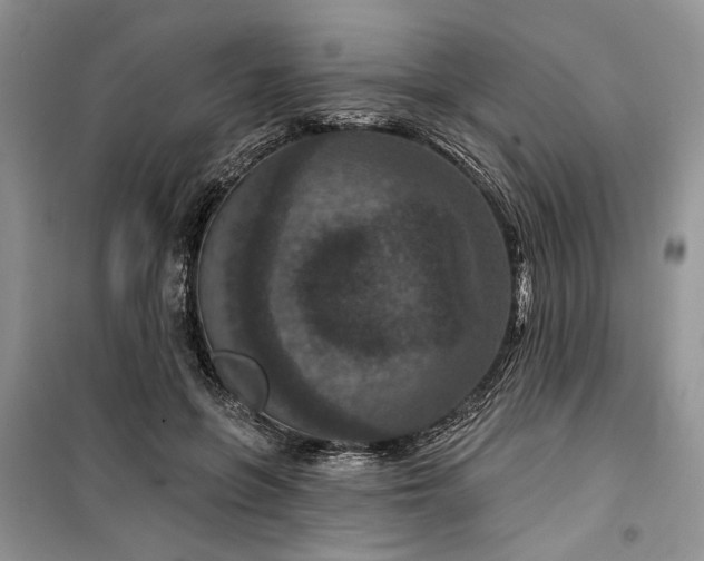 X0000099500551200805291130