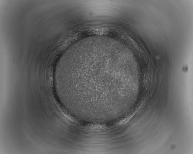 X0000099500553200805291130