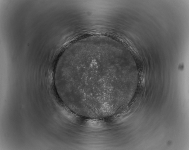 X0000099500568200805291131