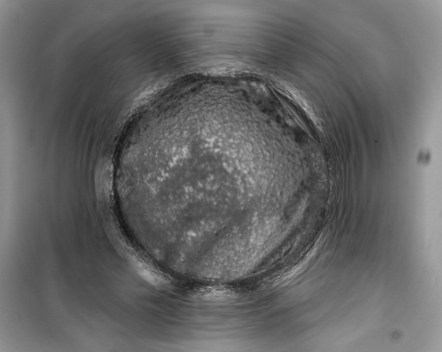 X0000099500589200805291130