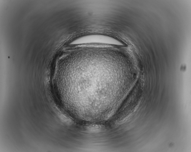 X0000099500593200805291130