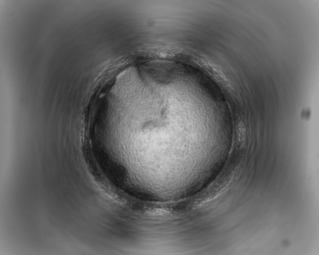 X0000099500594200805291130