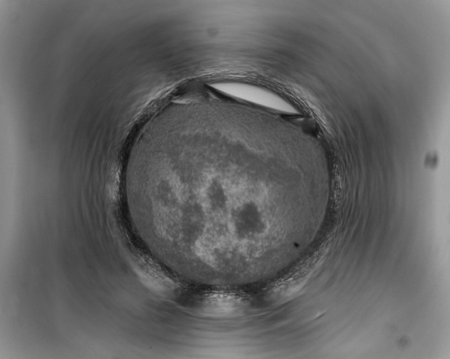 X0000099500596200805291130