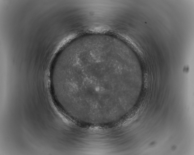 X0000099500634200805291129