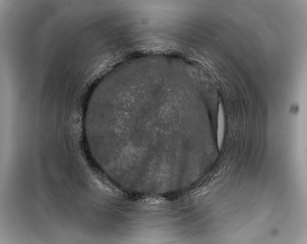 X0000099500642200805291129