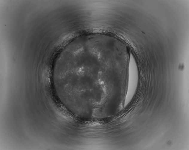 X0000099500643200805291129