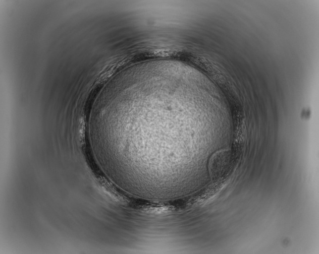 X0000099500646200805291129