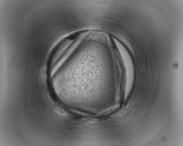 X0000099500676200805291129