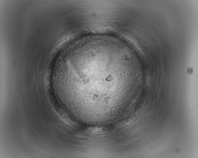 X0000099500687200805291128