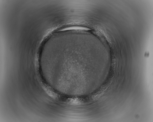 X0000099500688200805291128