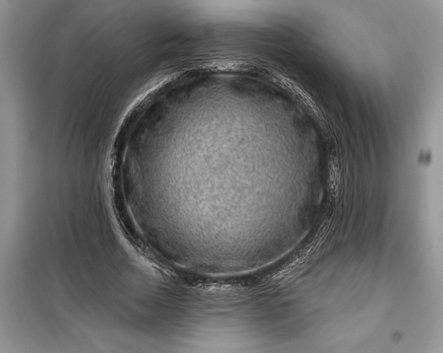 X0000099500730200805291127