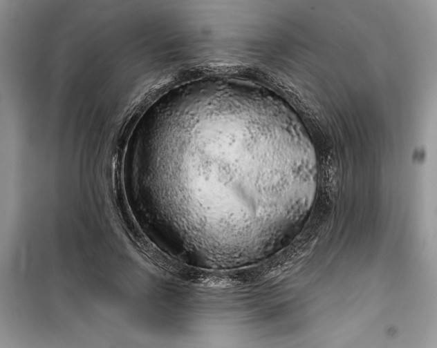 X0000099500742200805291128