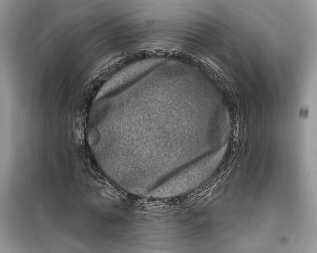 X0000099500774200805291127