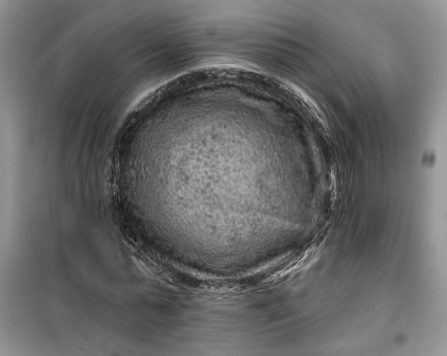 X0000099500775200805291127