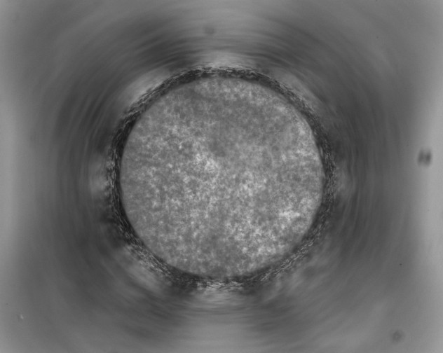 X0000099500824200805291126