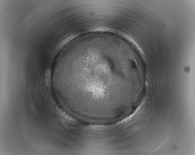 X0000099500825200805291126