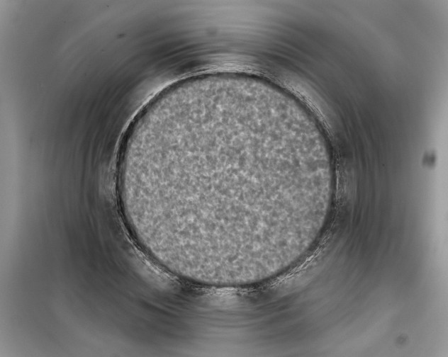 X0000099500828200805291126