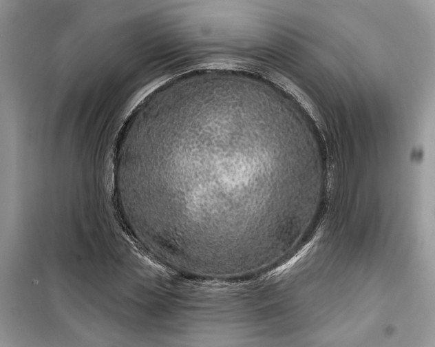 X0000099500829200805291126