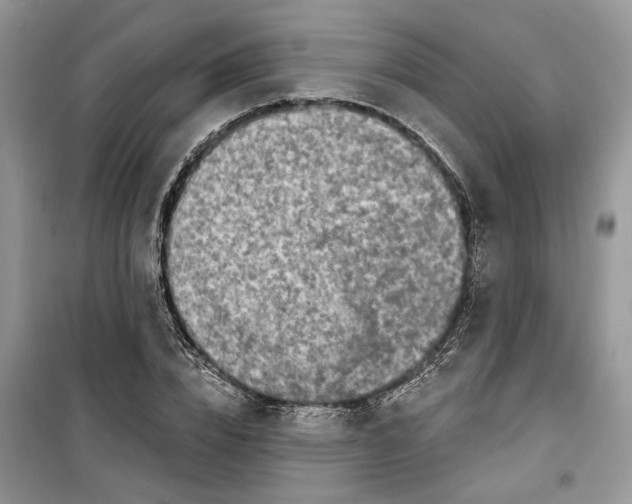 X0000099500832200805291126