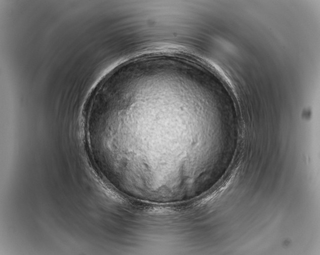 X0000099500835200805291126