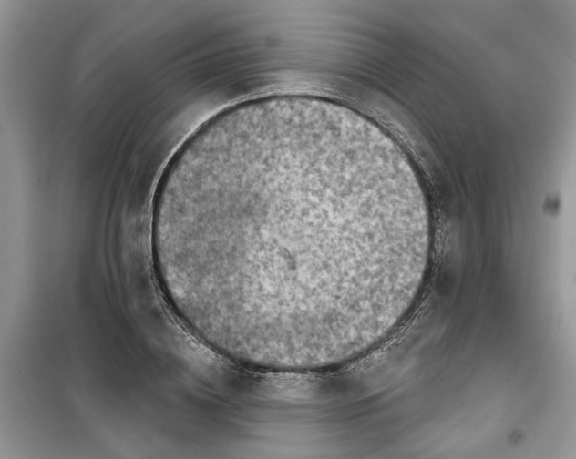 X0000099500836200805291126