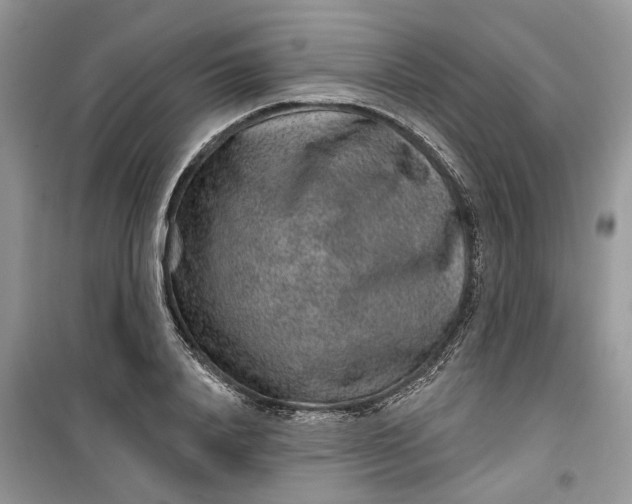 X0000099500840200805291126