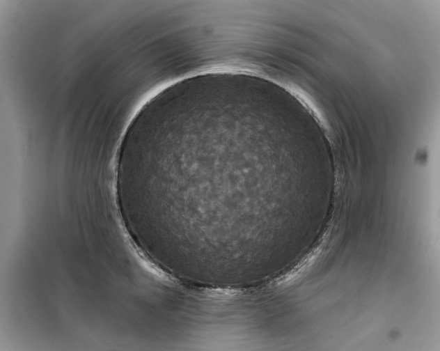 X0000099500854200805291126