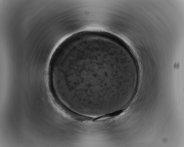 X0000099500864200805291127