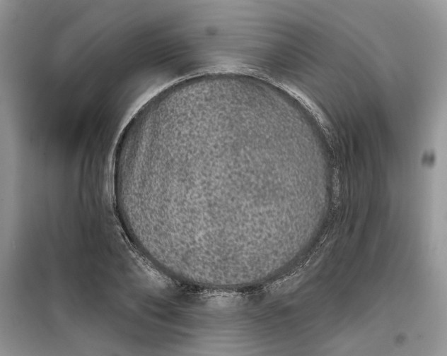 X0000099500886200805291125