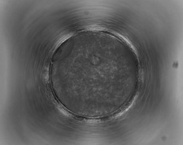 X0000099500889200805291125