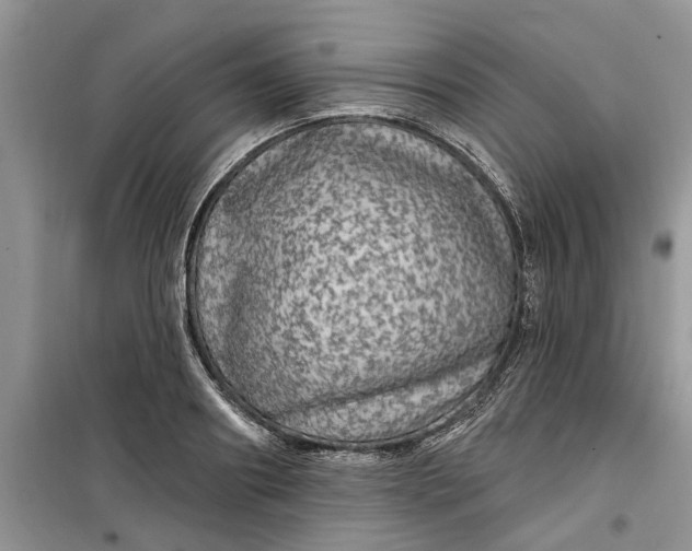 X0000099500890200805291125