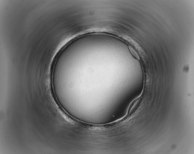 X0000099500894200805291125