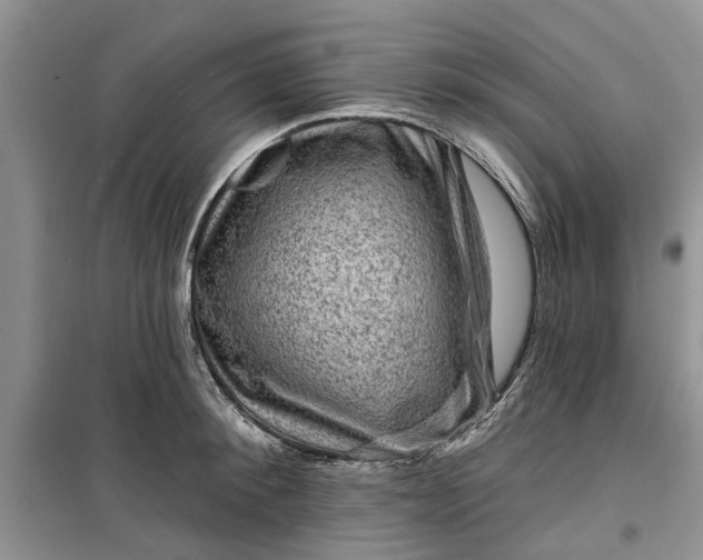 X0000099500900200805291125