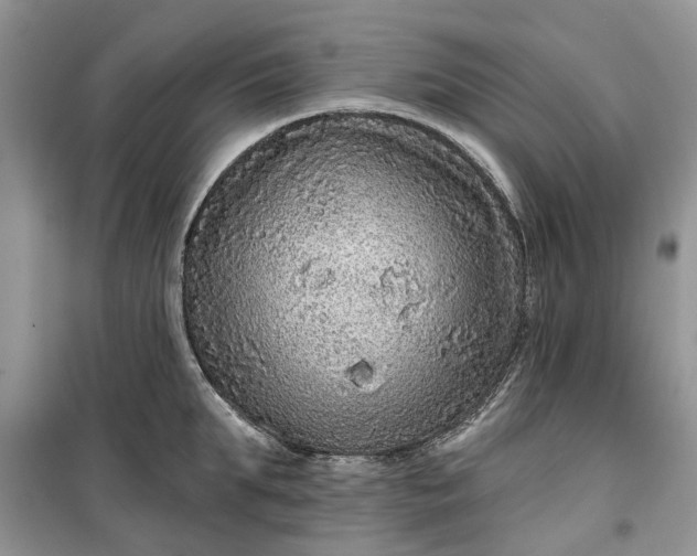 X0000099500903200805291125