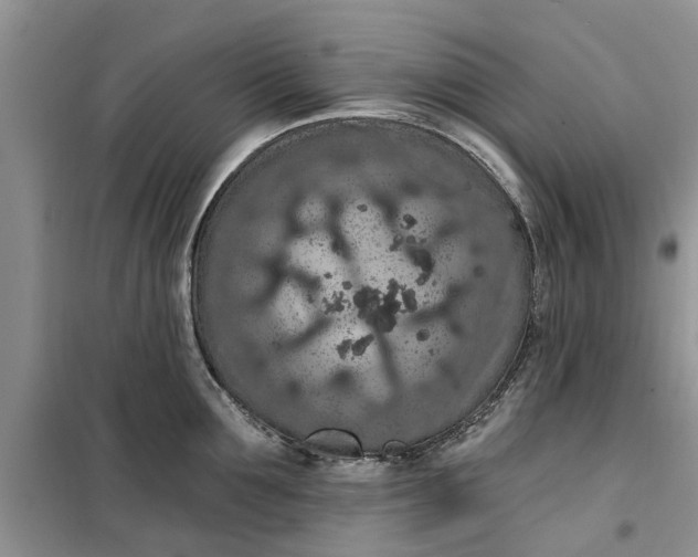 X0000099500907200805291125